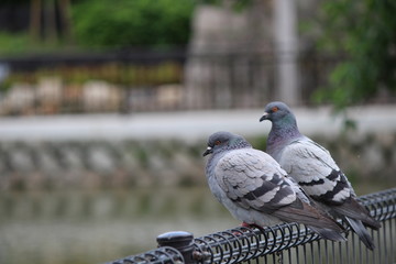 pigeon