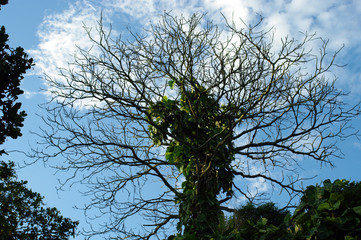 Arbre nu se détachant dans le ciel