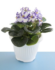 flowers of saintpaulia potted plant