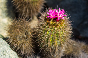 Cactus with pink flower