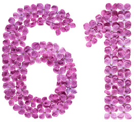 Arabic numeral 61, sixty one, from flowers of lilac, isolated on white background