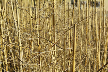 thickets of dry reeds