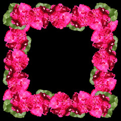 Beautiful flower frame with pink pelargonium. Isolated 