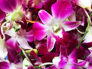 a branch of delicate scarlet pink flowers and buds phalaenopsis orchid isolated on white background.