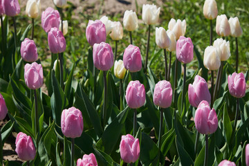 Fototapeta premium flowers tulips, spring, sun, nature, garden, flower bed