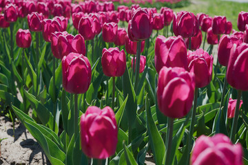 flowers tulips, spring, sun, nature, garden, flower bed