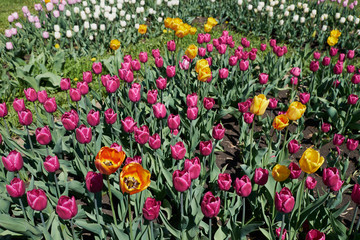 flowers tulips, spring, sun, nature, garden, flower bed