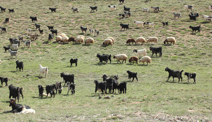 goats grazing in the nature
