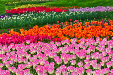 美しいチューリップの花