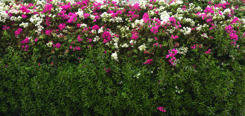 A green wall of white and pink bougainvillea. Ecology concept