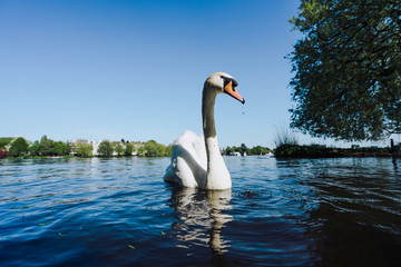 Obraz na płótnie Canvas View of the Alster lake and white grace swan swimming on Alster Lake in Hamburg on a sunny day
