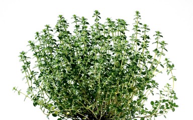 basil herb,