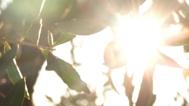 Olive sui rami in controluce