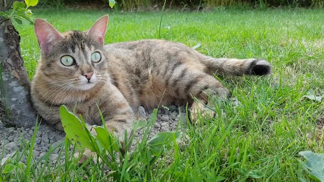 chat se reposant au frais sous un arbre,heureux