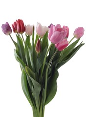 posy of multicolor tulips close up isolated