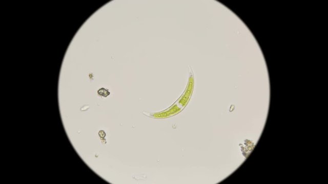 diatoms Klosterium under the microscope