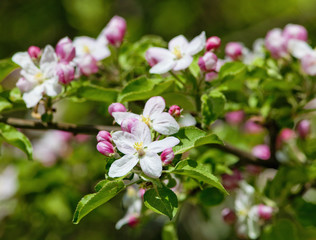 Apple Tree Blossoming in Springtime