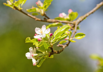 Obraz na płótnie Canvas Closeup of Cherry Flower at Blossom