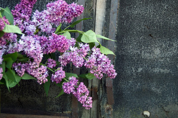 branch of blossoming lilac in the spring
