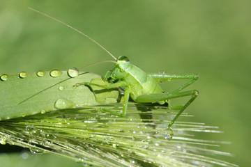 Grasshopper on wheat