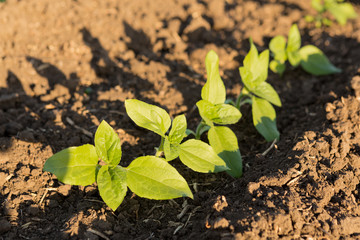 seedlings of sunflowers on the open ground, young plants, rays of the sun, organic product