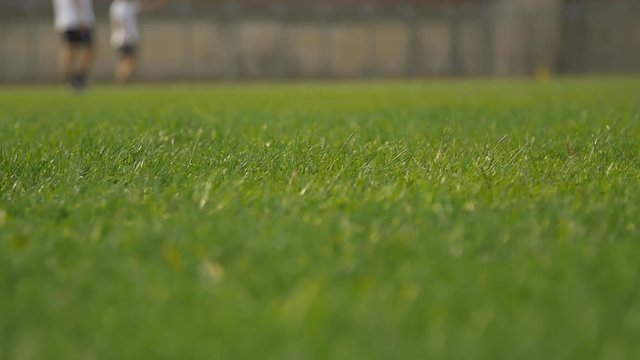 Erba su campo di calcio