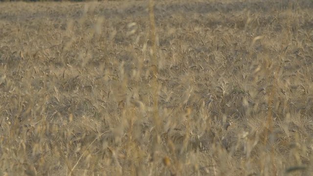 Campo di grano