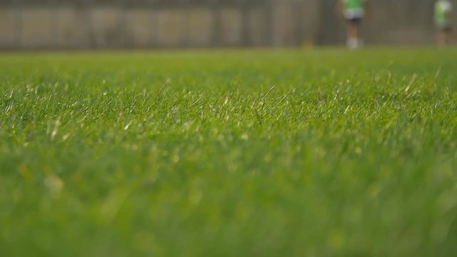 Erba su campo di calcio