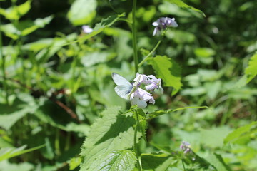 Falter sitzt auf einer Pflanze