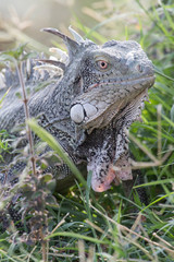 Leguan in der Natur (Karibik)