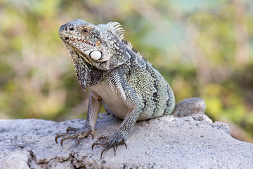 Leguan auf Fels (Karibik)