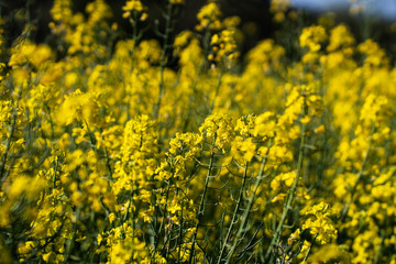 Obraz premium Colza field landscape in a sunny day