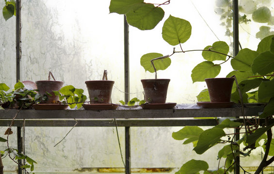 Plants in old greenhouse