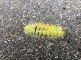 Grüne, zottelig, stachelige Raupe auf Straße,  Boden 