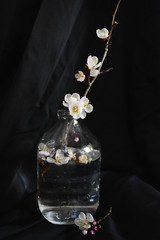 cherry blossom flowering branch in vase on black background
