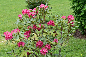 Spring blossom pink flowers in the garden