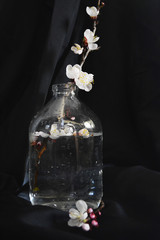 cherry blossom flowering branch in vase on black background