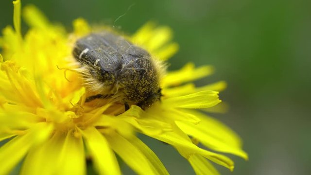 4k Beetle Gathers Pollen On Yellow Dandelion
