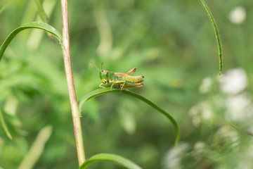 Grashüpfer auf Blatt