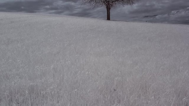 Timelapse infrarouge d'un arbre solitaire dans un champs.