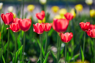 Beautiful red and yellow flower tulips lit by sunlight. Soft selective focus. Close up. Background of spring flower tulips