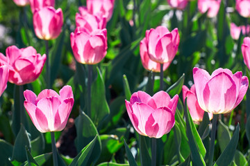 Beautiful pink flower tulips lit by sunlight. Soft selective focus. Close up. Background of spring flower tulips