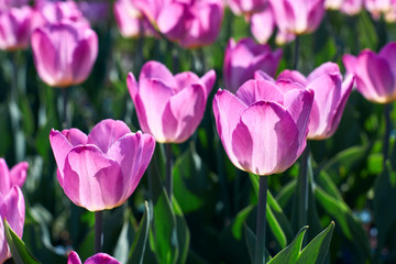 Beautiful pink flower tulips lit by sunlight. Soft selective focus. Close up. Background of spring flower tulips