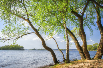 Fototapeta na wymiar Summer landscape of trees on shore of lake on bright sunny day with blue sky