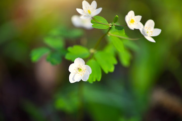 Spring flower close-up. Isopyrum thalictroides.