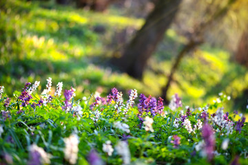 Obraz premium Hollowroot (in Latin: Corydalis cava) blooms in the forest