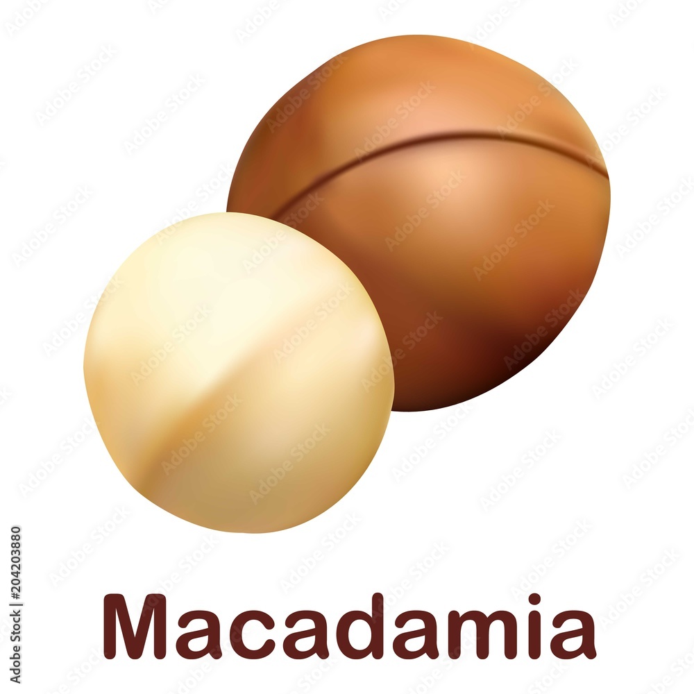 Poster macadamia icon. realistic illustration of macadamia vector icon for web design isolated on white bac