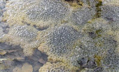 frog spawn closeup