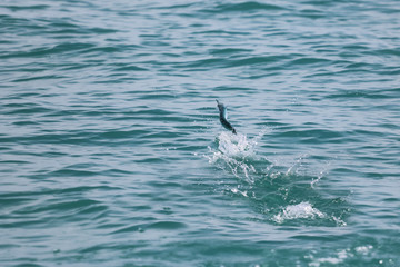 Naklejka premium Sailfish jumping on the sea surface with saltwater splashes