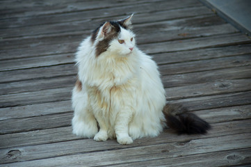 Long hair cat in a garden on teak floor
